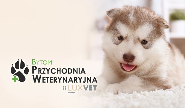 Przychodnia Weterynaryjna Bytom Grupa LUXVET