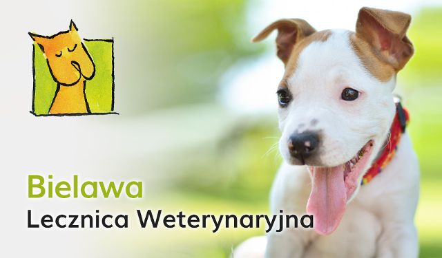 Przychodnia Weterynaryjna Bielawa