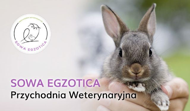 Przychodnia Weterynaryjna Sowa