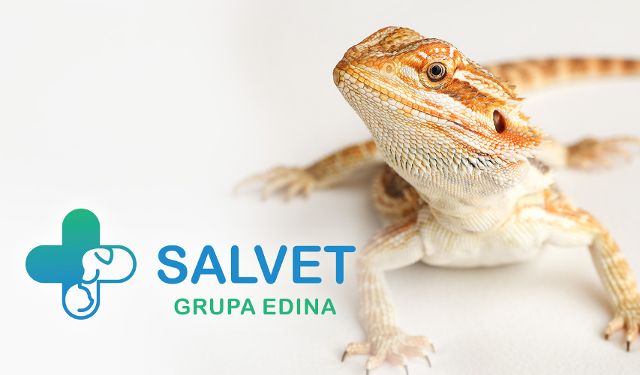 Przychodnia Weterynaryjna SALVET Grupa EDINA