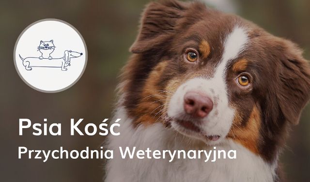 Przychodnia Weterynaryjna Psia Kość
