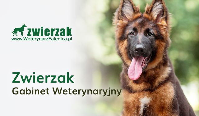Gabinet Weterynaryjny Zwierzak