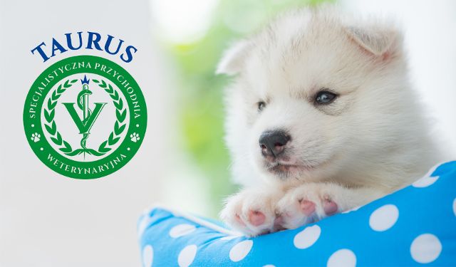 Specjalistyczna Przychodnia Weterynaryjna Taurus