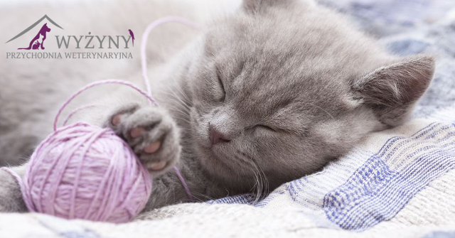 Przychodnia Weterynaryjna Wyżyny