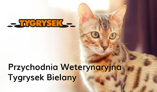 Przychodnia weterynaryjna Tygrysek Bielany