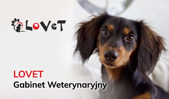 Gabinet Weterynaryjny LOVET lek. wet. Klaudia Sadłyk