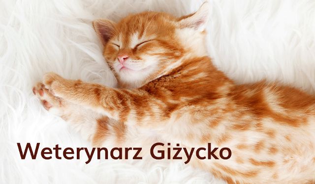 Gabinet Weterynaryjny Jacek Brzeski 