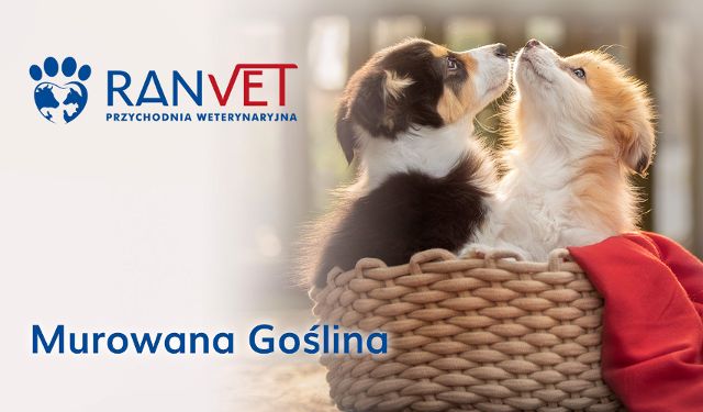 Przychodnia Weterynaryjna RANVET oddział Murowana Goślina