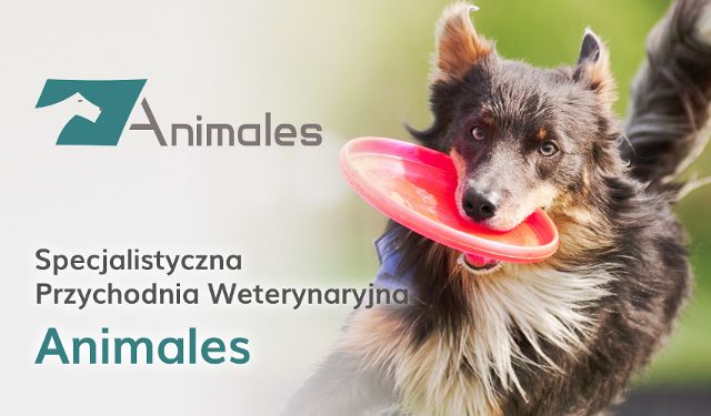 Specjalistyczna Przychodnia Weterynaryjna Animales 