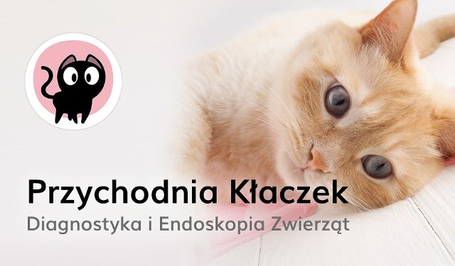 Diagnostyka i endoskopia zwierząt Kłaczek