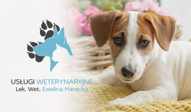 Usługi Weterynaryjne - Ewelina Marecka