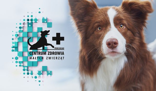 Centrum Zdrowia Małych Zwierząt w Świdnicy, Bartosz Podczasiak