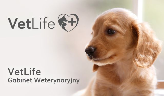 Gabinet Weterynaryjny VetLife