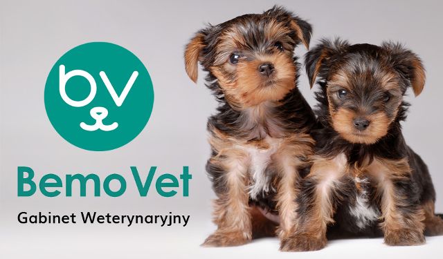 Gabinet Weterynaryjny BemoVet oddział Klemensiewicza