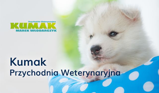 Przychodnia Weterynaryjna Kumak