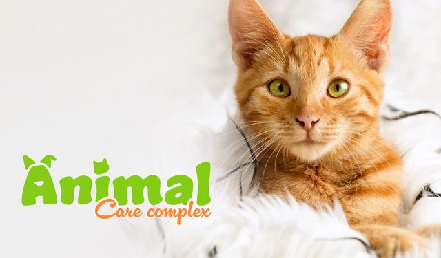 Przychodnia Weterynaryjna Animal Care Complex