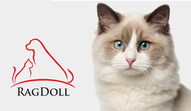 Przychodnia Weterynaryjna RAGDOLL