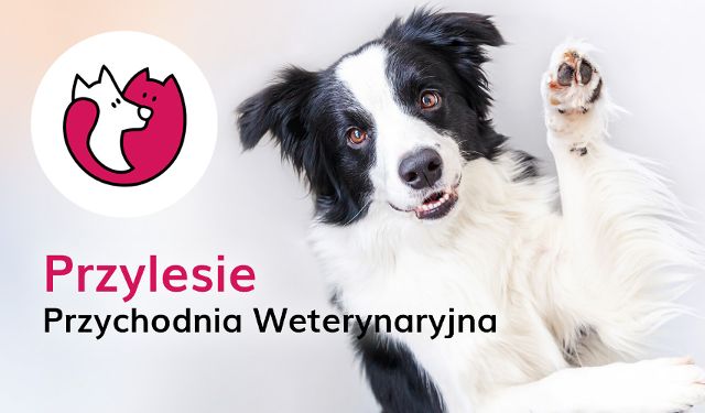 Przychodnia Weterynaryjna Przylesie