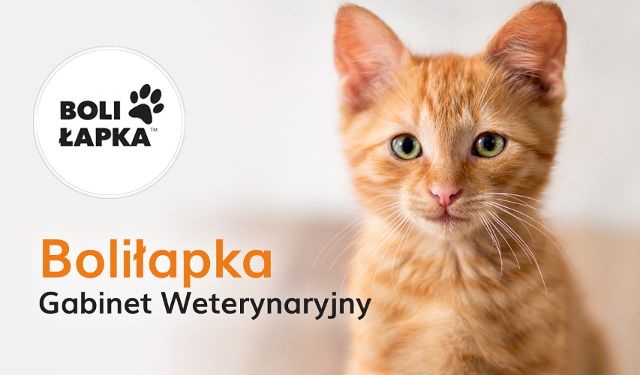 Gabinet Weterynaryjny Boliłapka