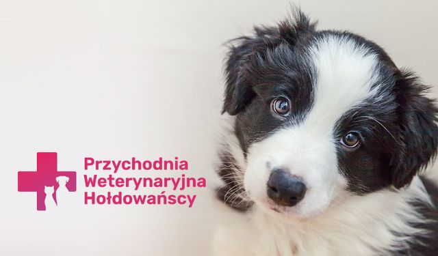 Przychodnia Weterynaryjna Hołdowańscy
