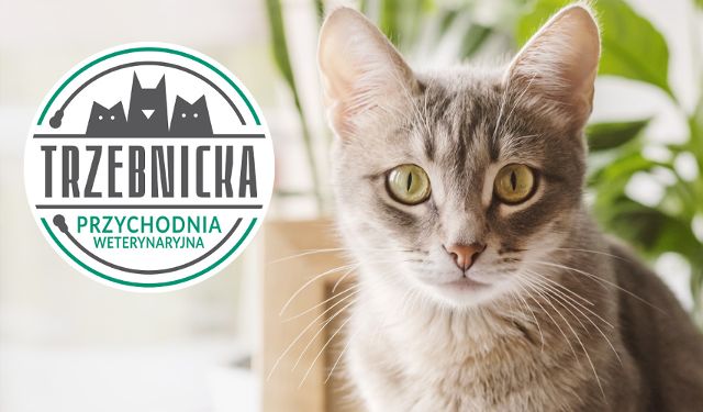 Przychodnia Weterynaryjna Trzebnicka