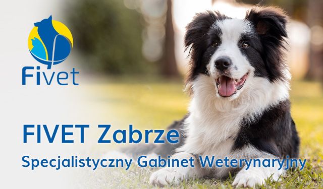Gabinet Weterynaryjny FIVET oddział Zabrze