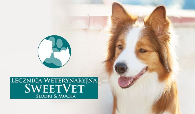 Lecznica Weterynaryjna Sweetvet Słodki & Mucha