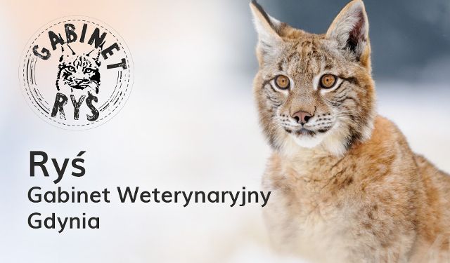 Gabinet Weterynaryjny Ryś