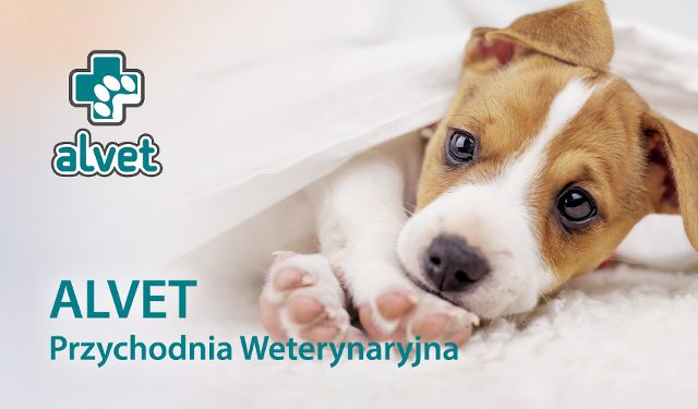 Przychodnia Weterynaryjna Alvet