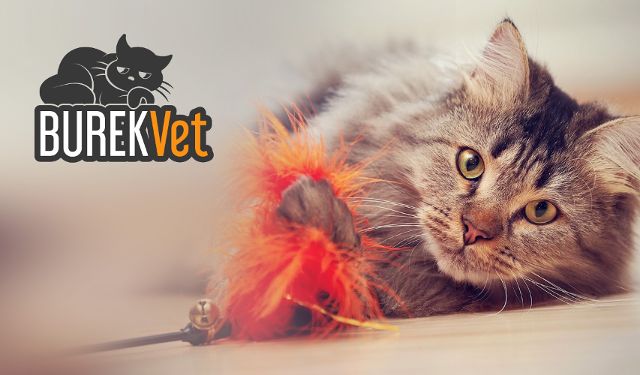 Gabinet Weterynaryjny Burekvet