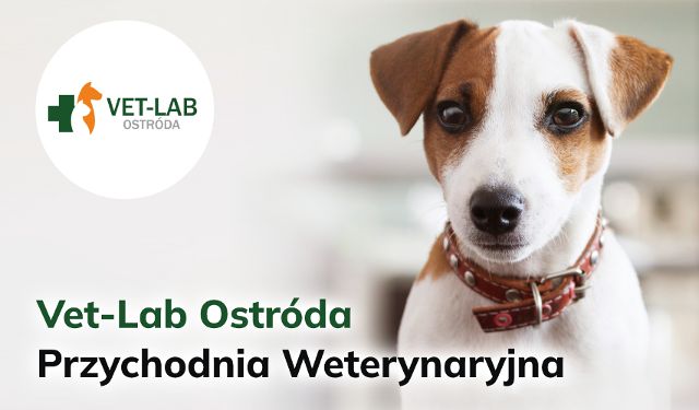 Przychodnia Weterynaryjna Vet-Lab Ostróda
