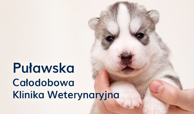 Całodobowa Klinika Weterynaryjna PUŁAWSKA