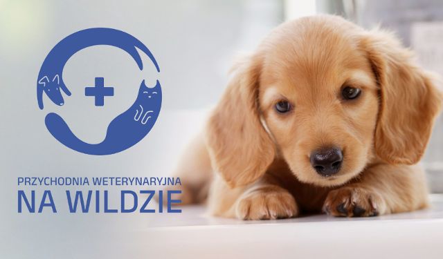 Przychodnia Weterynaryjna Na Wildzie