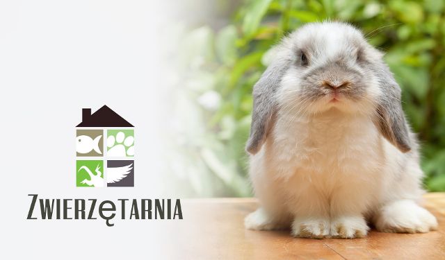 Przychodnia weterynaryjna Zwierzętarnia