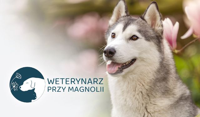 Weterynarz przy Magnolii
