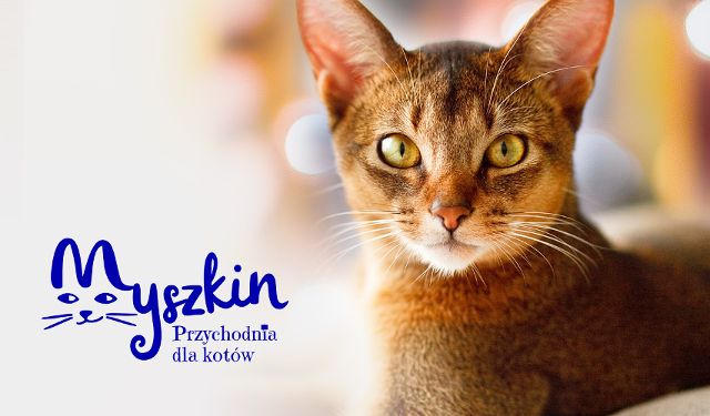 Przychodnia dla kotów Myszkin