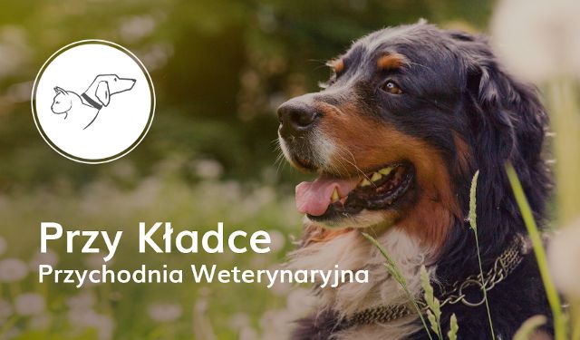 Przychodnia Weterynaryjna Przy Kładce