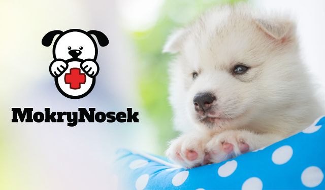 Gabinet Weterynaryjny Mokry Nosek