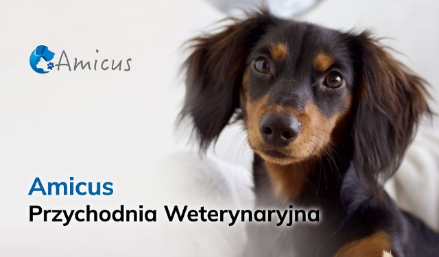 Przychodnia Weterynaryjna Amicus