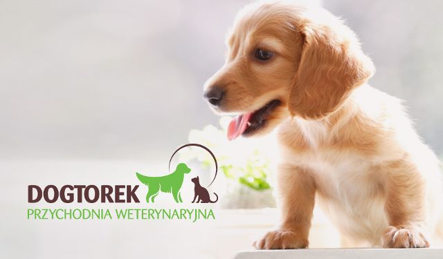 Przychodnia Weterynaryjna DOGTOREK