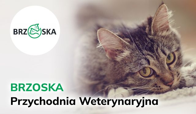 Przychodnia Weterynaryjna Brzoska