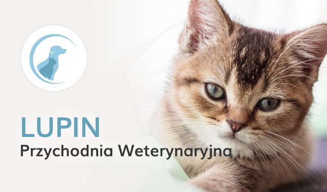 Przychodnia weterynaryjna Lupin