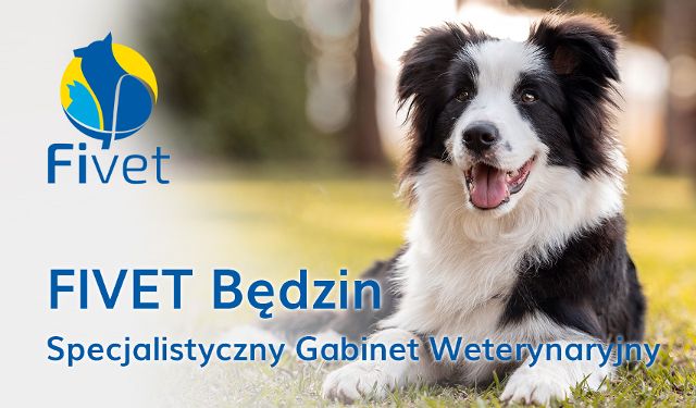 Gabinet Weterynaryjny FIVET oddział Będzin