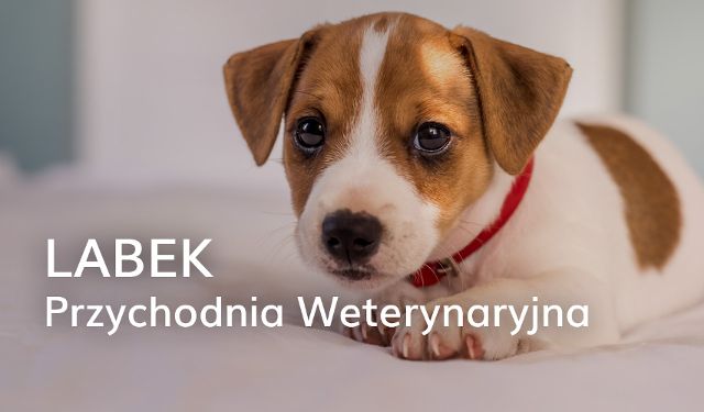 Przychodnia Weterynaryjna LABEK