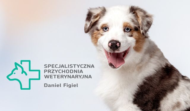 Specjalistyczna Przychodnia Weterynaryjna  Daniel Figiel