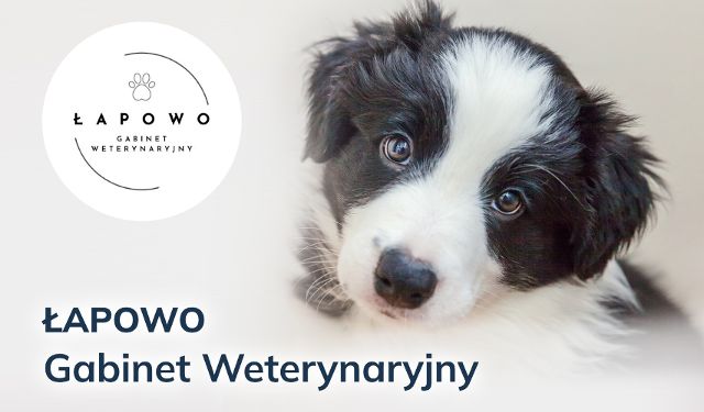 Gabinet Weterynaryjny Łapowo Kartuzy