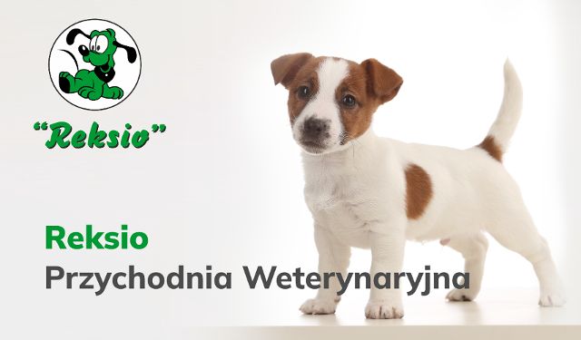 Przychodnia Weterynaryjna Reksio