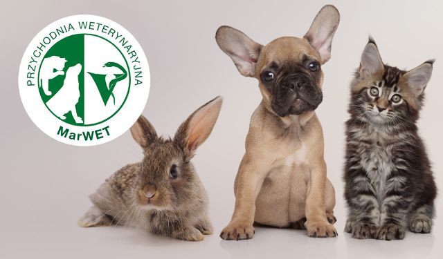 Przychodnia weterynaryjna MARWET