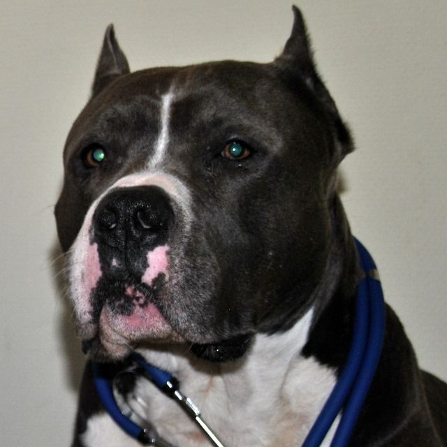 Gabinet Weterynaryjny Pet Vet Małgorzata Firlej